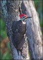 11SB0028 Pileated Woodpecker